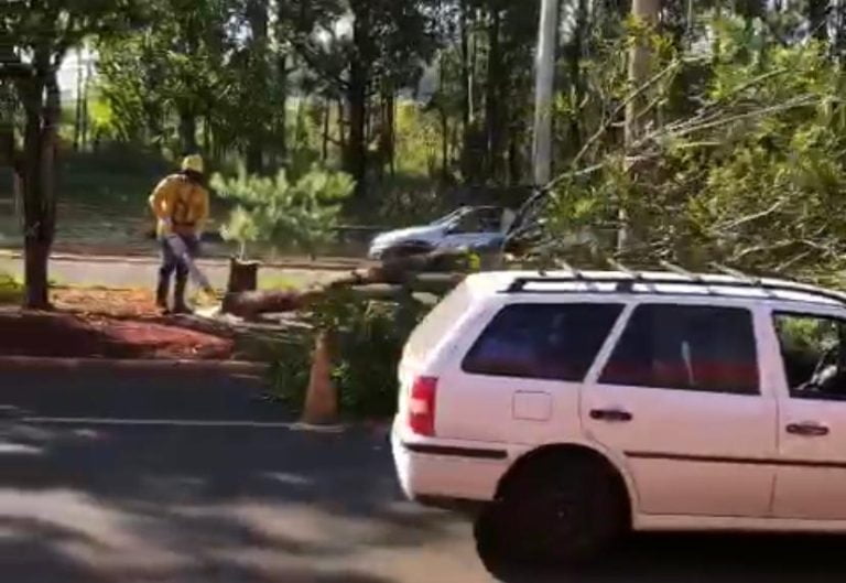 Vídeo | Prefeitura Municipal derruba árvores na zona Norte para a realização de obras de mobilidade em Ribeirão Preto