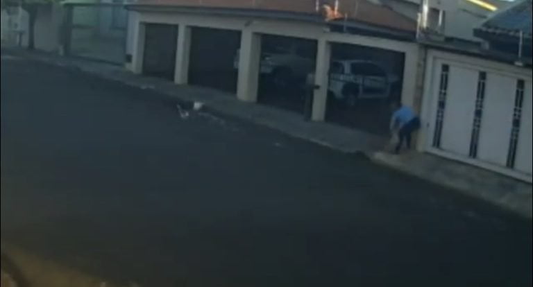 Vídeo | Cachorro de pequeno porte morre após ataque de pitbull em cidade da região