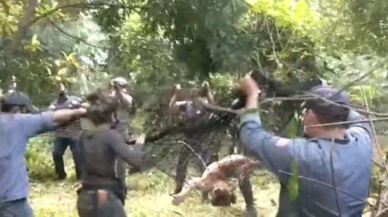 Vídeo | Onça é capturada em cidade da região
