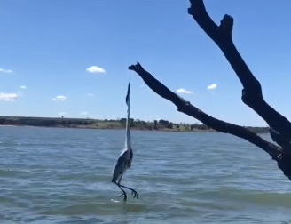 Vídeo | Garça fica presa pelo bico e é salva por pescadores no rio Paranaíba, no Mato Grosso do Sul