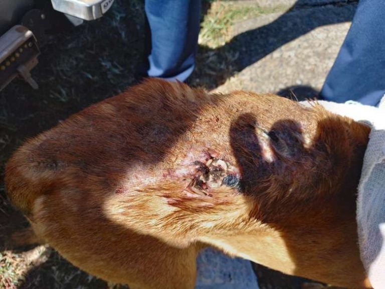 Mulher é detida por maus-tratos a cachorro em Ibaté