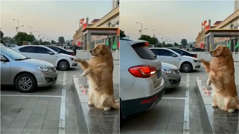 Cão golden retriever ajuda motorista estacionar carro e imagem viraliza