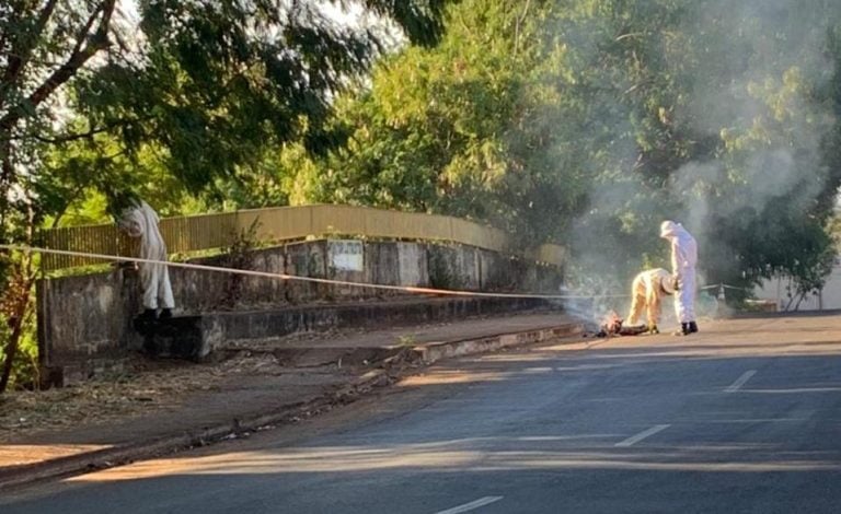 Imagens fortes | Morre homem picado por abelhas em Ribeirão