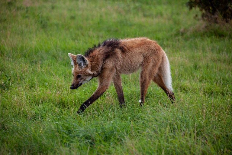 Vídeo | Quase ameaçado de extinção, lobo-guará é flagrado correndo em ruas de Altinópolis