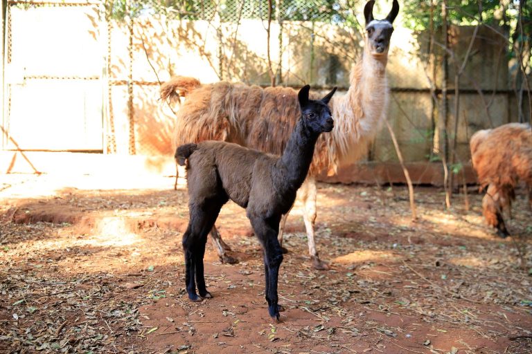 Filhote de lhama nasce no bosque Fábio Barreto