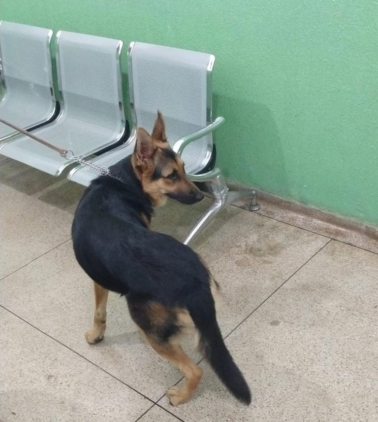 Homem agride cachorro com mangueira e é preso por maus-tratos animais em Ribeirão