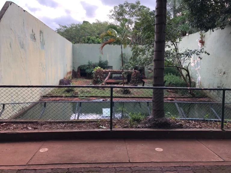 Sorriso da onça: homem pula em recinto de onças no Bosque de Ribeirão depois do animal “sorrir”  pra ele