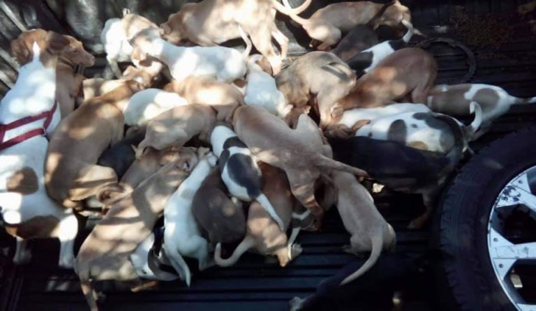 Pelo menos 80 animais são resgatados em condições de maus-tratos, em casa na zona Sul de Ribeirão