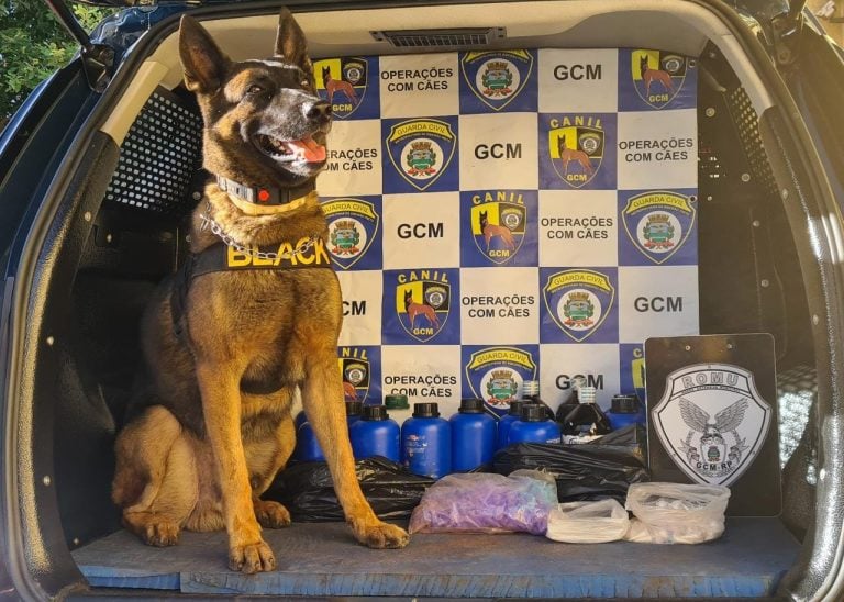 Vídeo | Canil da GCM encontra drogas enterradas em chácara de Ribeirão