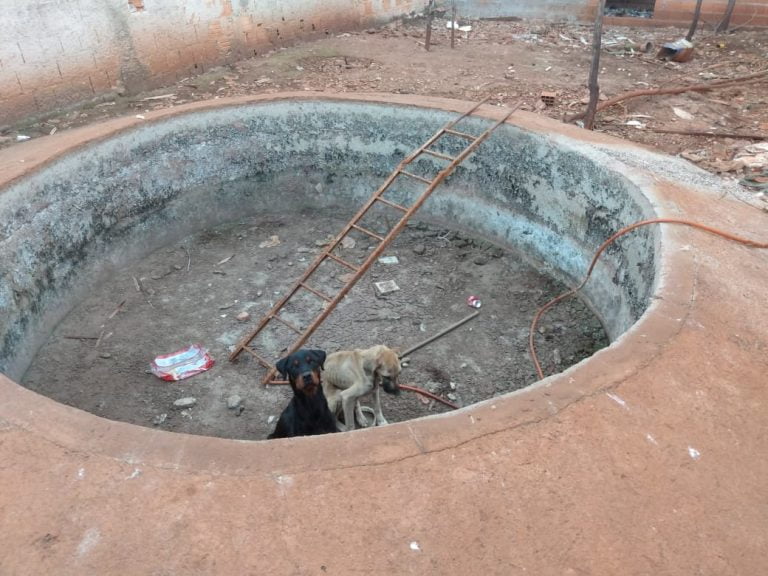 Guarda Civil encontra cães vítimas de maus-tratos em Ribeirão