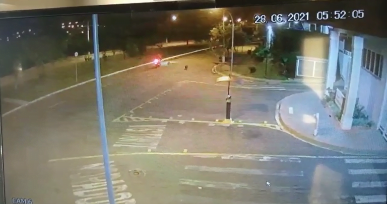Vídeo | Capivaras provocam acidente de trânsito em Ribeirão