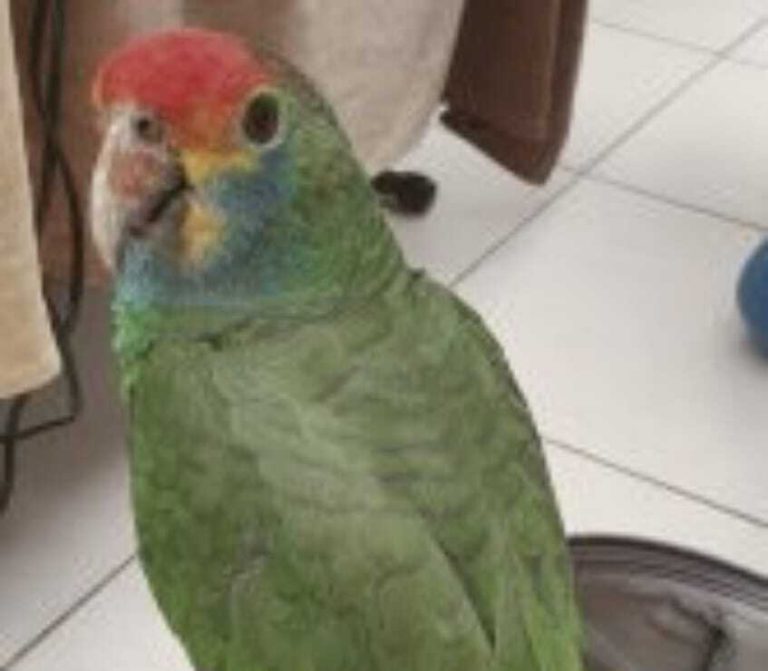 Papagaio que ficou famoso ao gritar ‘socorro’ em Vitória é resgatado
