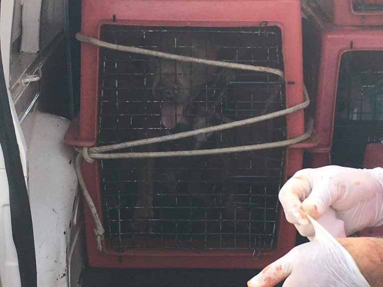 Cachorro ataca mulher e dono é preso após esfaquear o animal em Franca