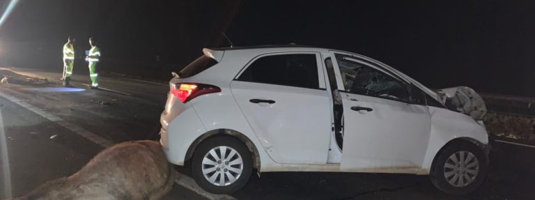 Imagens fortes | Acidente termina com quatro cavalos mortos em rodovia da região