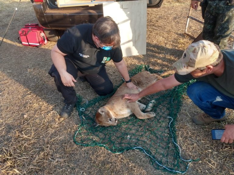 Vídeo | Onça-parda invade propriedade rural em Jaboticabal