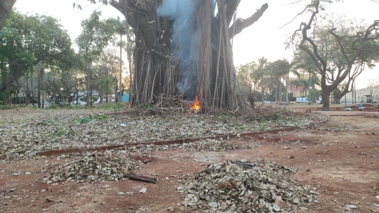 Prefeitura autoriza remoção de figueira da Francisco Schimidt após frequentes incêndios