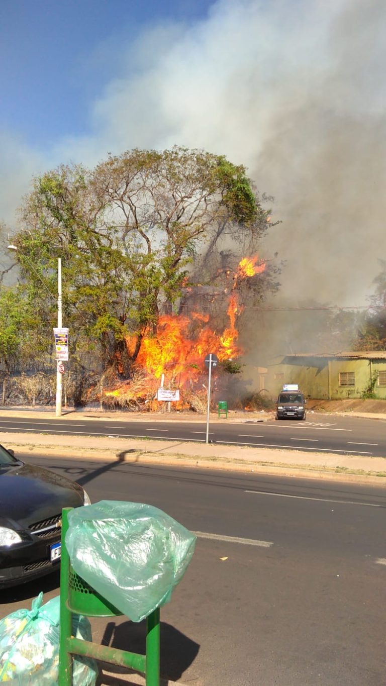 Revolta: Mata Sinhá Junqueira pega fogo e moradores reclamam de recorrentes incêndios no Ribeirão Verde