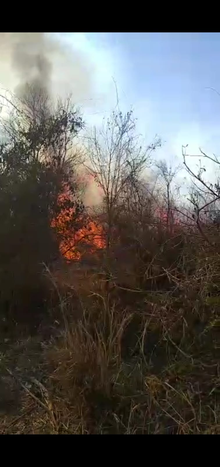 Vídeo| Câmeras flagram homem ateando fogo em vegetação de área rural