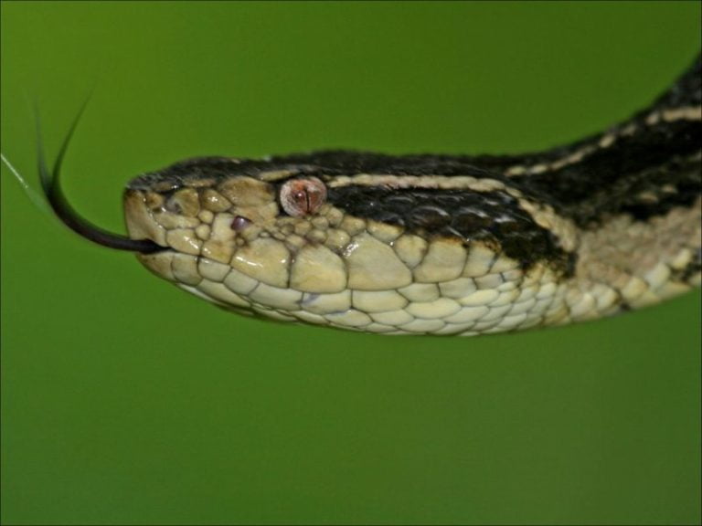 Peçonha de jararacuçu tem molécula que inibe a Covid-19