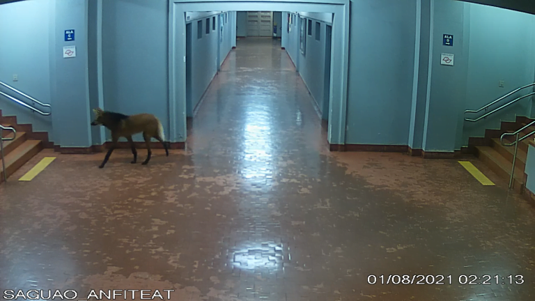 Vídeo | Lobo-guará é flagrado durante passeio pela USP