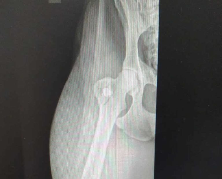 Homem é preso em flagrante por maus-tratos após atirar em cão