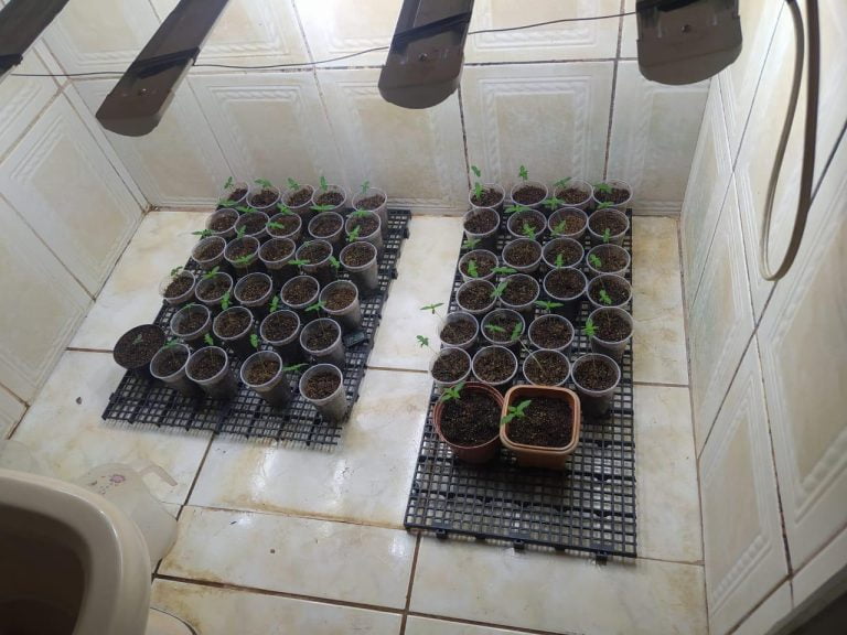 PM flagra traficante com plantação de maconha dentro de casa em Ribeirão