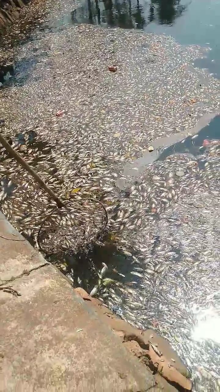 Queimadas de Batatais provocam a morte de 1,5 tonelada de peixe em cidade mineira