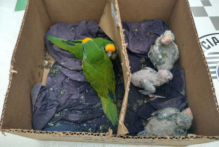 Homem é multado após Polícia Ambiental encontrar aves irregulares em residência