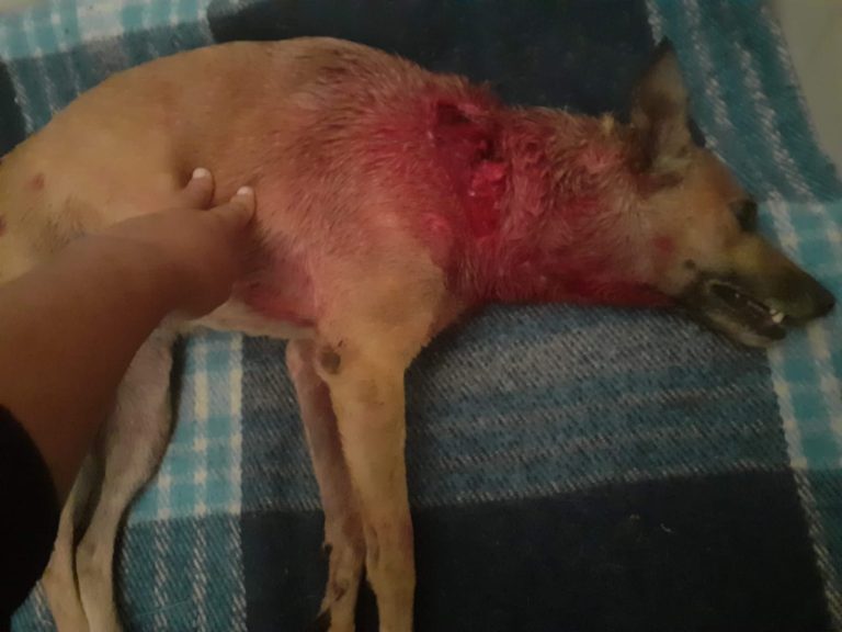 Vídeo | ONG de vereadora é denunciada por maus-tratos a animais em Bebedouro