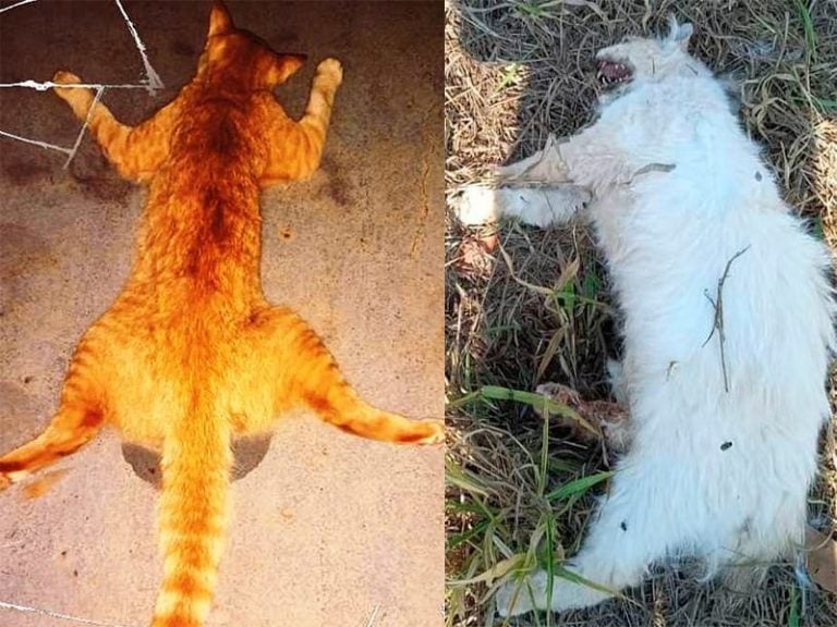 Homem é denunciado por envenenar gatos em Matão