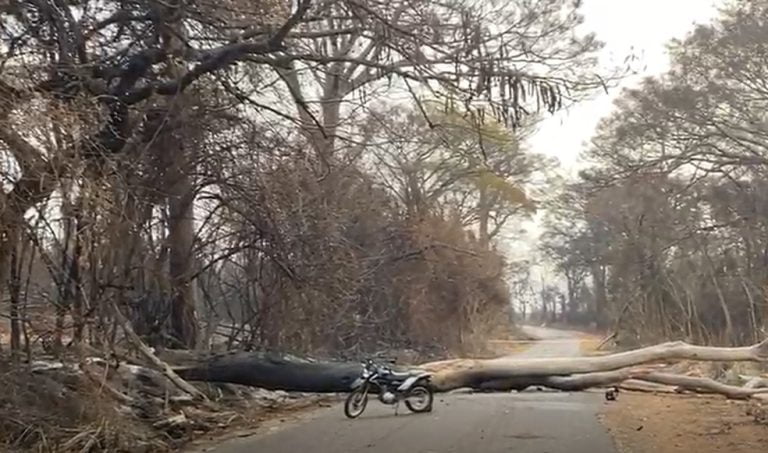 Motociclista morre após ser atingido por árvore queimada em Santa Rosa do Viterbo