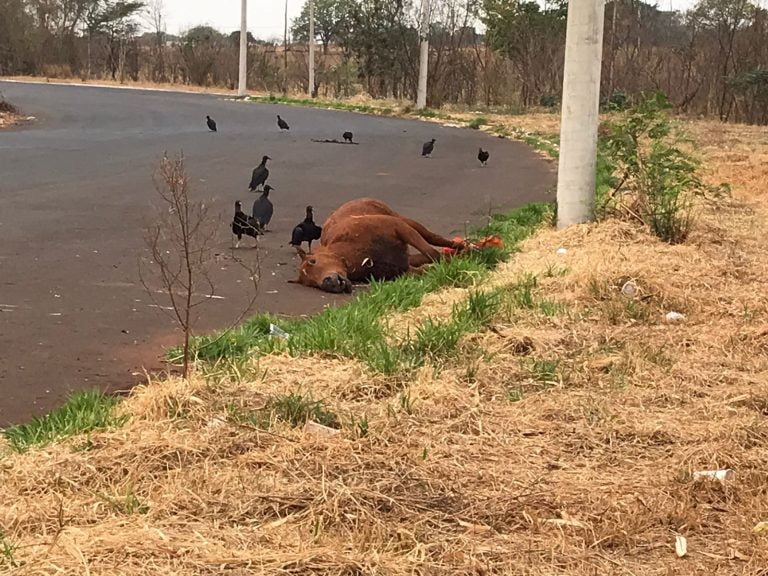 Cavalo morto com as patas amarradas no Distrito Industrial de Ribeirão Preto