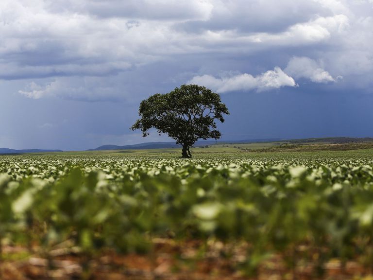Lavouras são prejudicadas pela morte de milhões de abelhas (Foto: Divulgação)