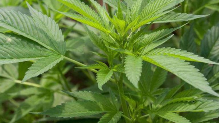 Caminhão com 1 tonelada de maconha tomba em frente a batalhão da PM em MG