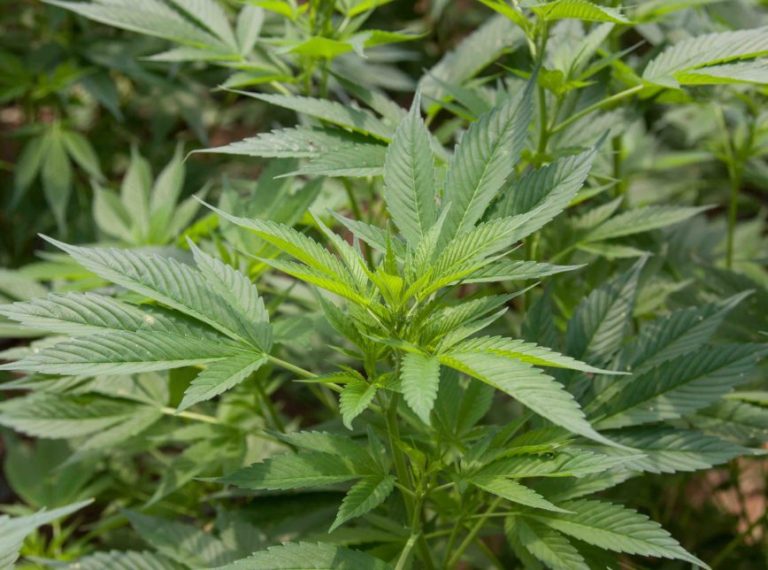 Descriminalizar porte de drogas para consumo pessoal: qual o impacto?