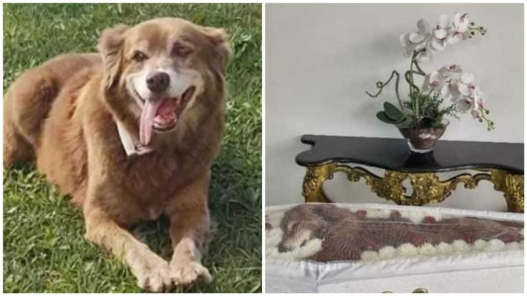 Morre cachorro que vivia em cemitério desde o enterro da dona
