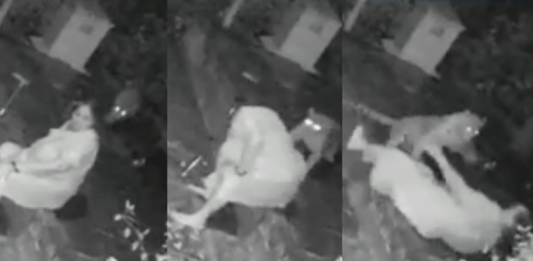 Vídeo | Idosa luta contra leopardo após ser surpreendida no quintal de casa