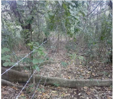 Degradação ambiental em Ilha Solteira