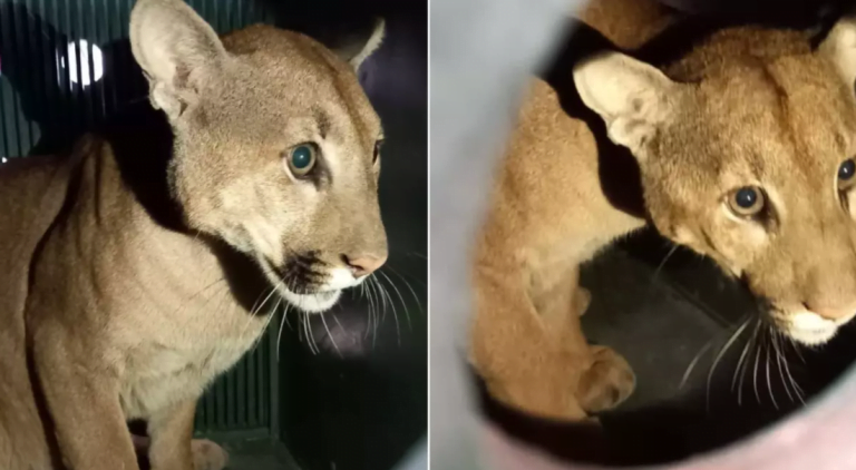 Vídeo | Onça-parda é encontrada em fábrica de São Carlos