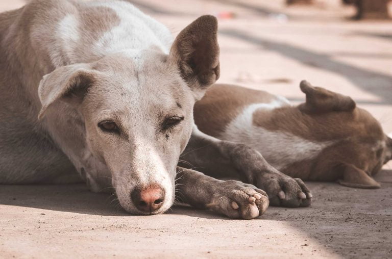 Homem é suspeito de maus-tratos a cães em Ribeirão Preto