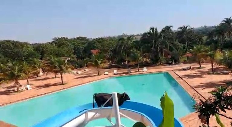 Dos mesmos criadores de “a vaca foi pro brejo” vem aí “o boi foi parar no tobogã”