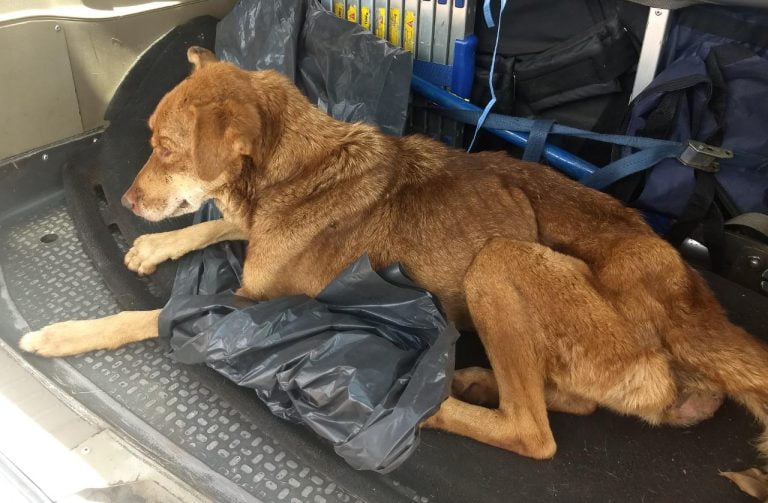 Vídeo | Animal é resgatado em ferro velho da Avenida Brasil