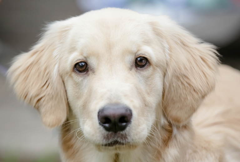 Estudo da USP diz que cães reconhecem emoções de humanos e tomam decisão a partir disso