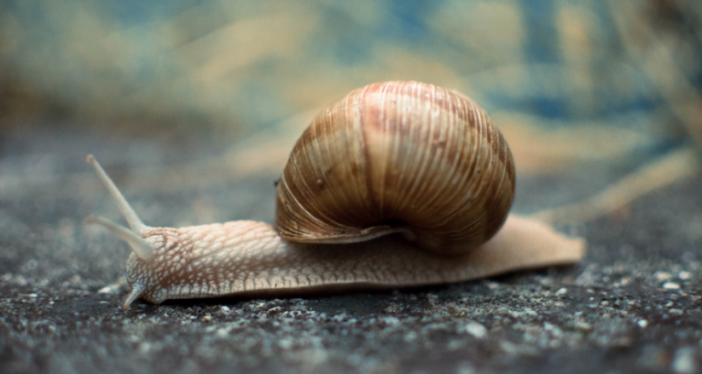 Estados brasileiros já registram caso do caracol indiano que provoca doenças