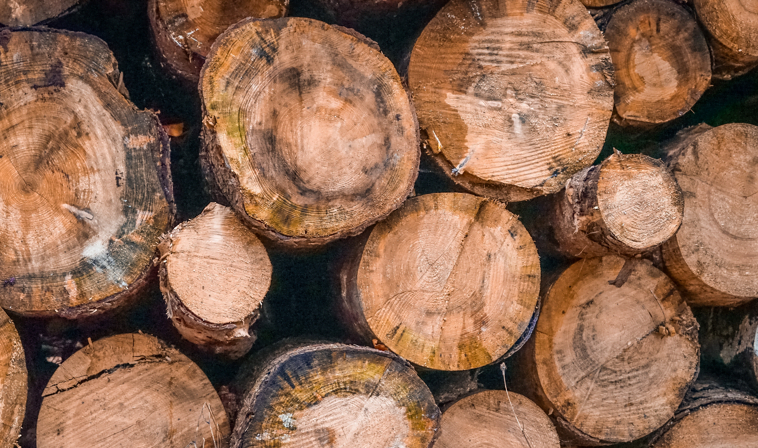 USP vai colaborar em programa de combate a crimes ambientais