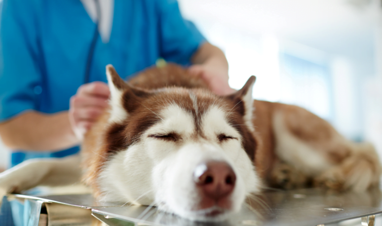 Confira dicas de cuidados com os pets na hora da queima de fogos