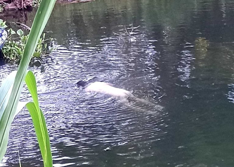 Corpo é localizado em lagoa na cidade de Sertãozinho