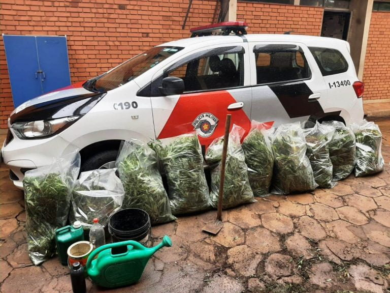 Vídeo | PM apreende 172 pés de maconha em mata de preservação