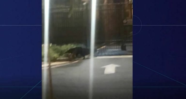 Tamanduá é visto dentro de condomínio em Ribeirão Preto