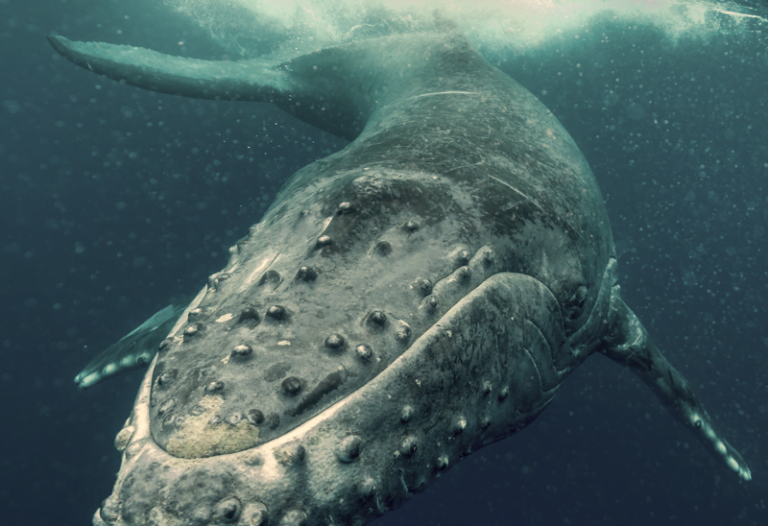 João Rock 2019 | O rock em fanzine